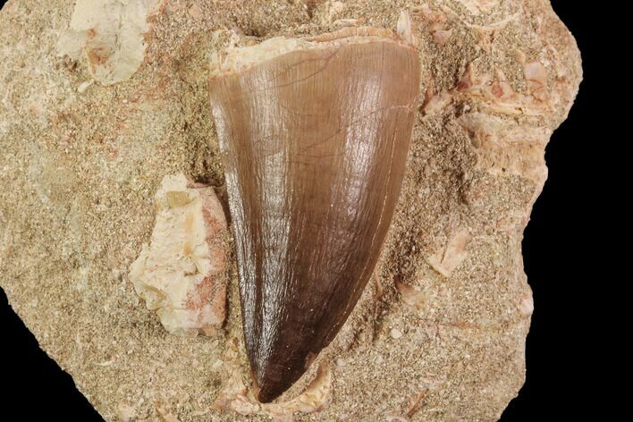 Mosasaur (Prognathodon) Tooth In Rock - Beautiful Tooth #91352